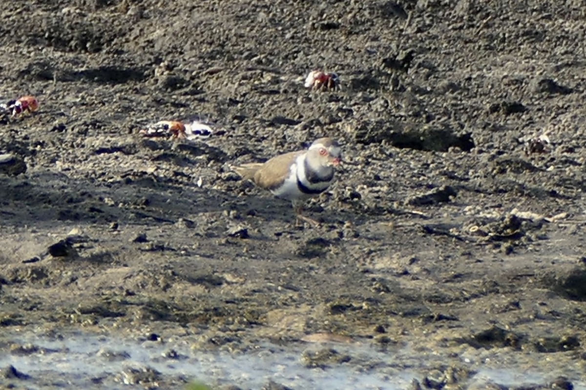 Three-banded Plover - ML285907501