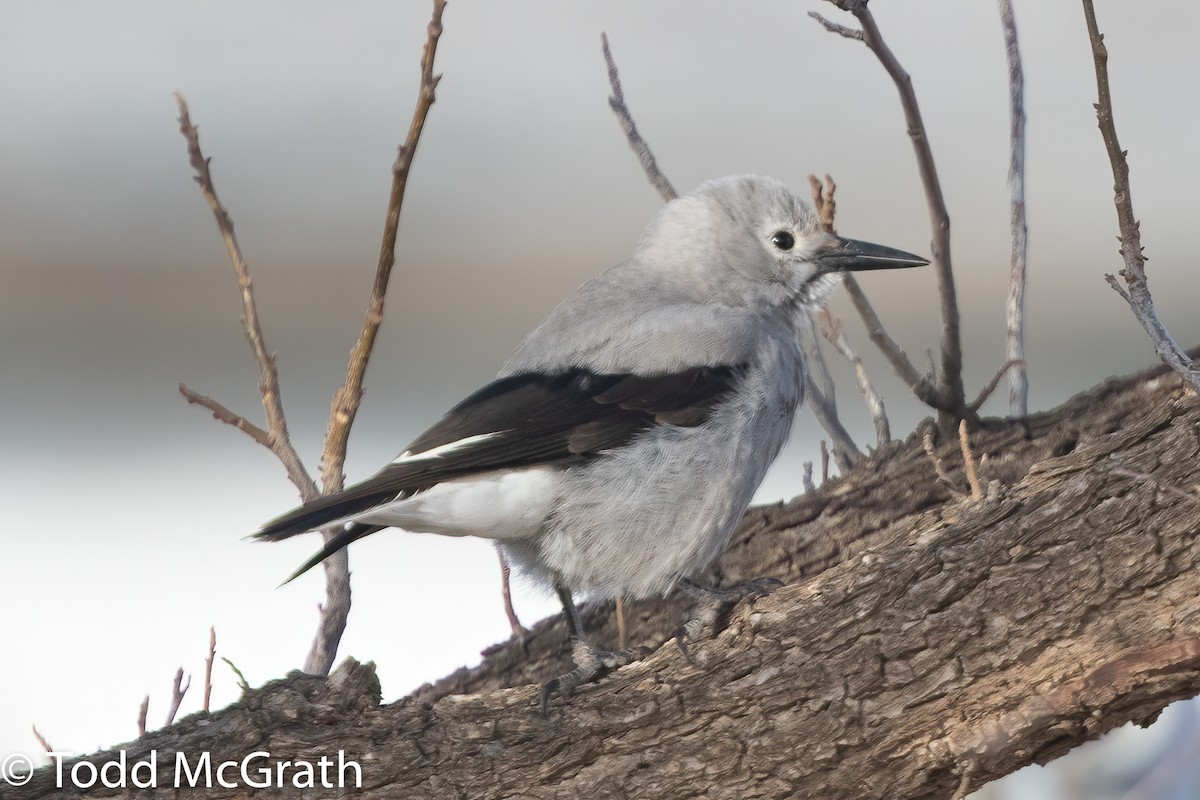 Clark's Nutcracker - ML285910751