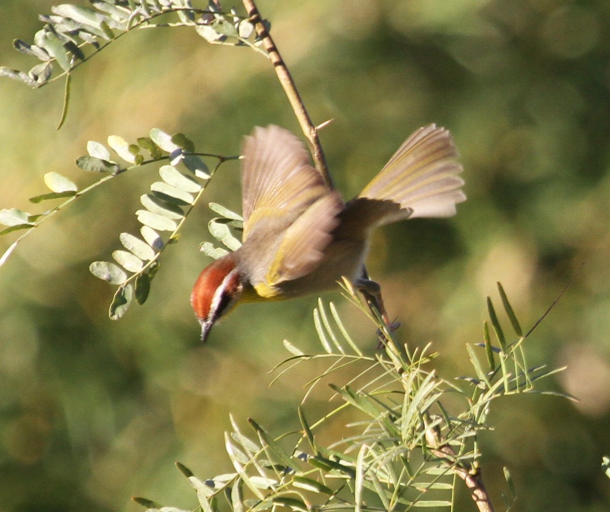 Rufous-capped Warbler - ML285911731