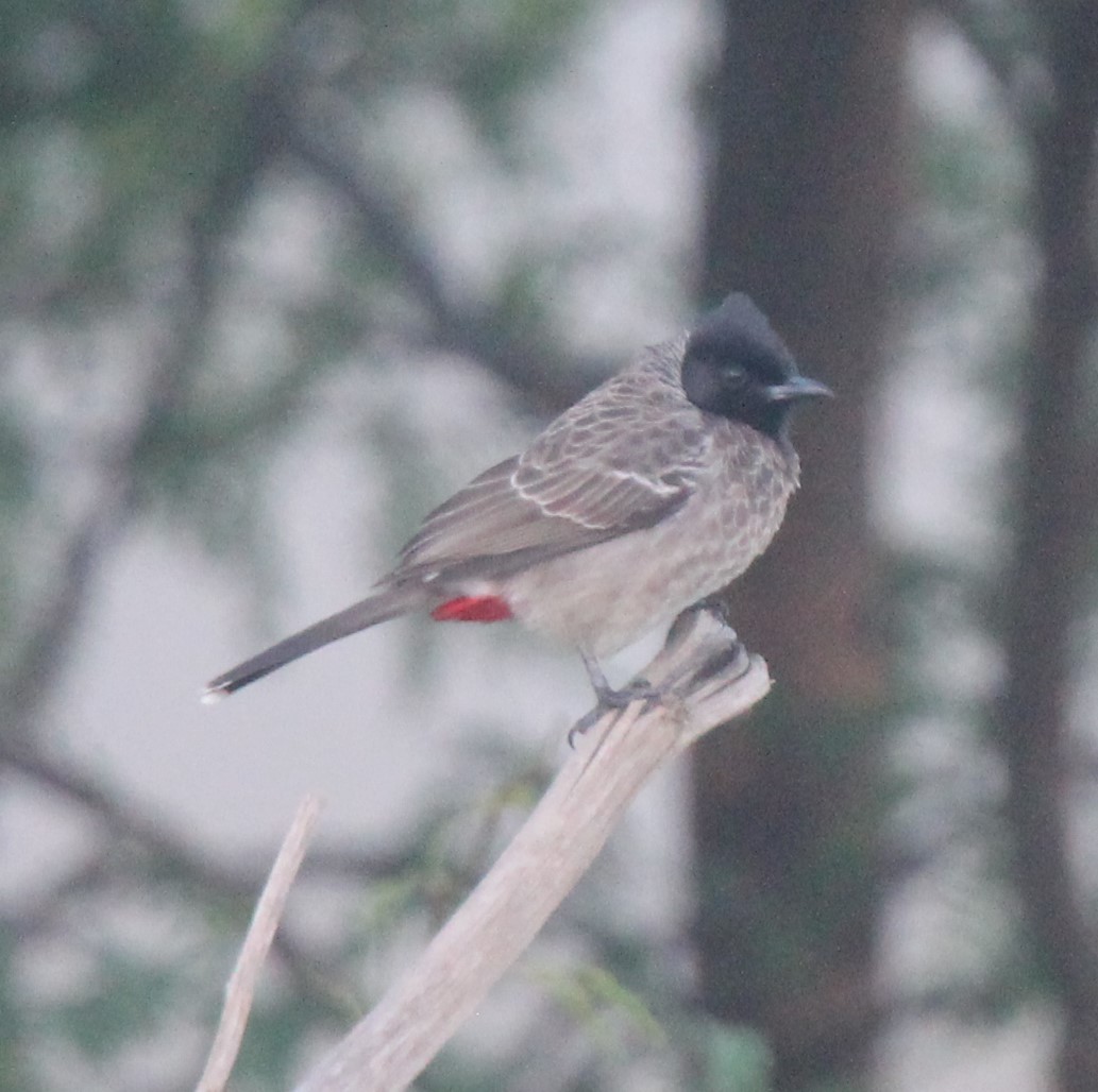 Red-vented Bulbul - ML285911771