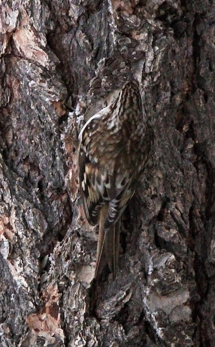 Brown Creeper - ML285914811