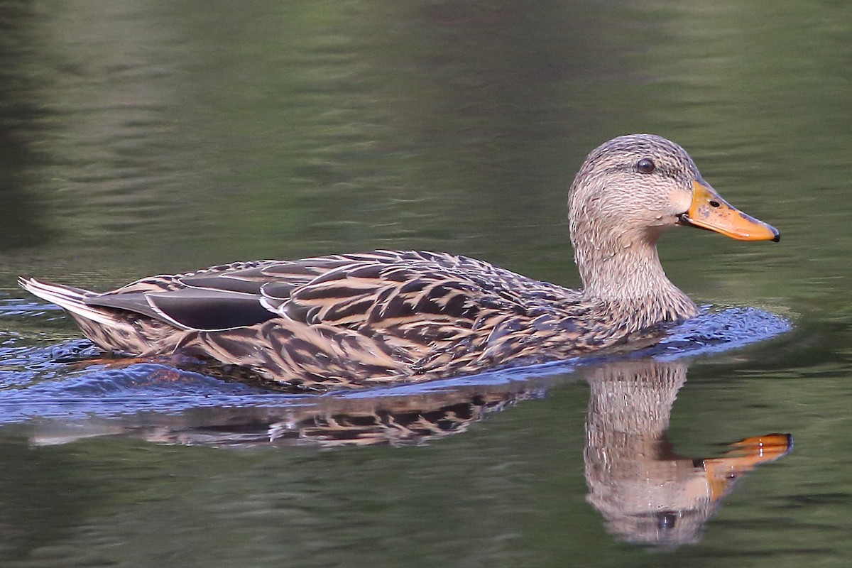 Mallard x Mottled Duck (hybrid) - Robert Stalnaker