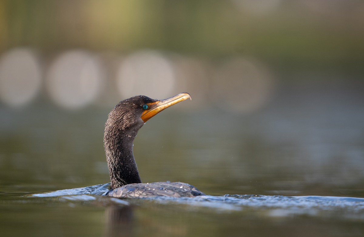 Double-crested Cormorant - ML285917441