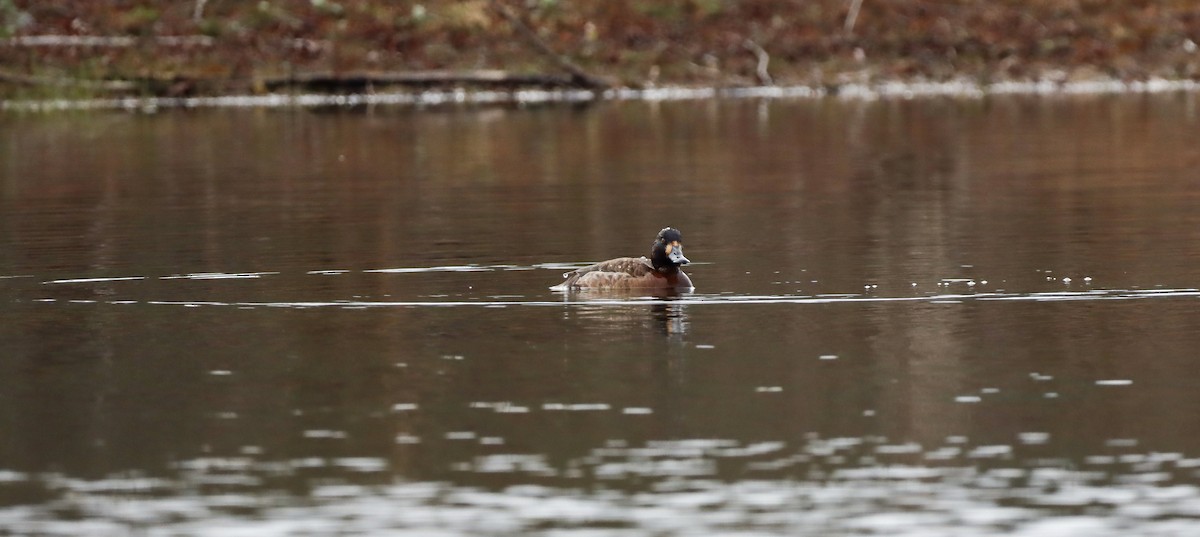 Greater Scaup - ML285917451