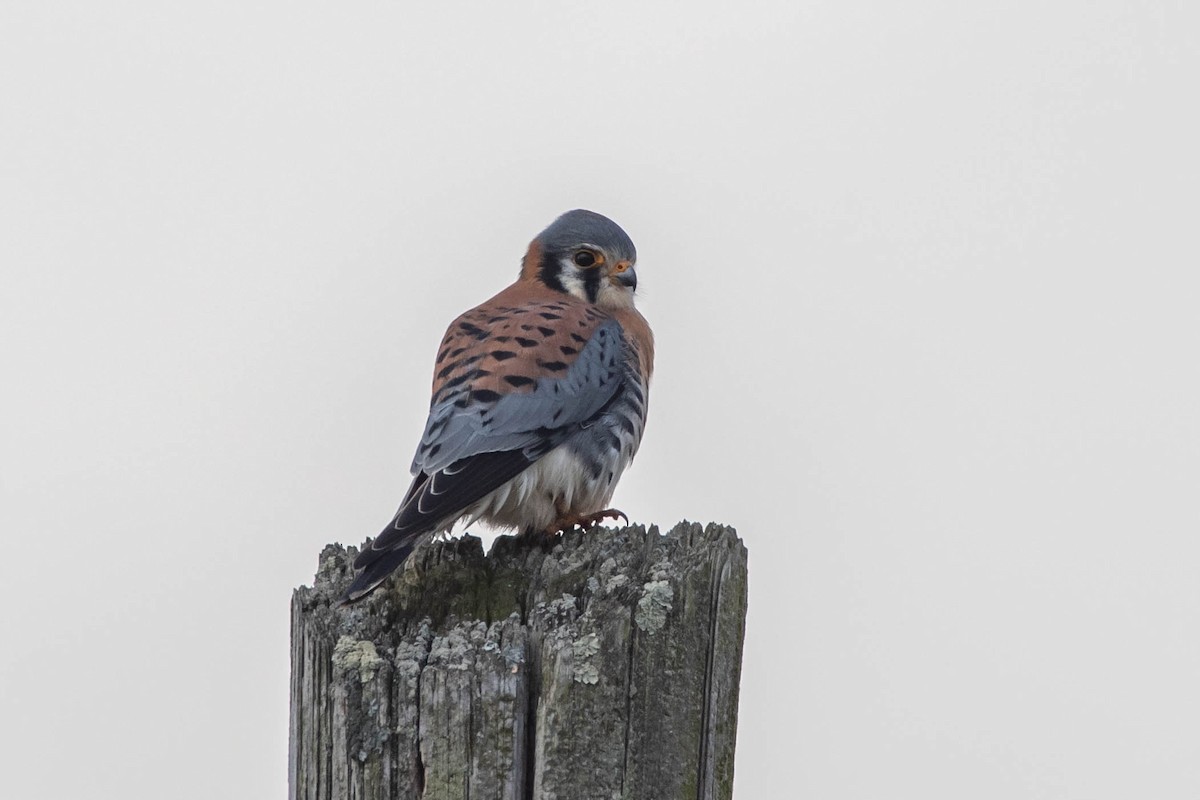 American Kestrel - Christy Hibsch
