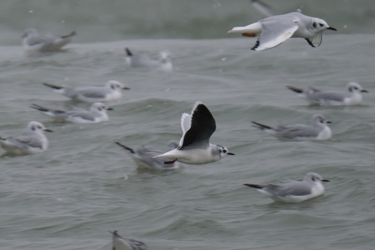 Little Gull - Nathan Miller