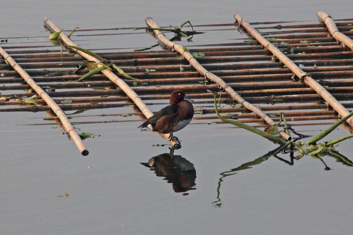 Ferruginous Duck - ML285917921