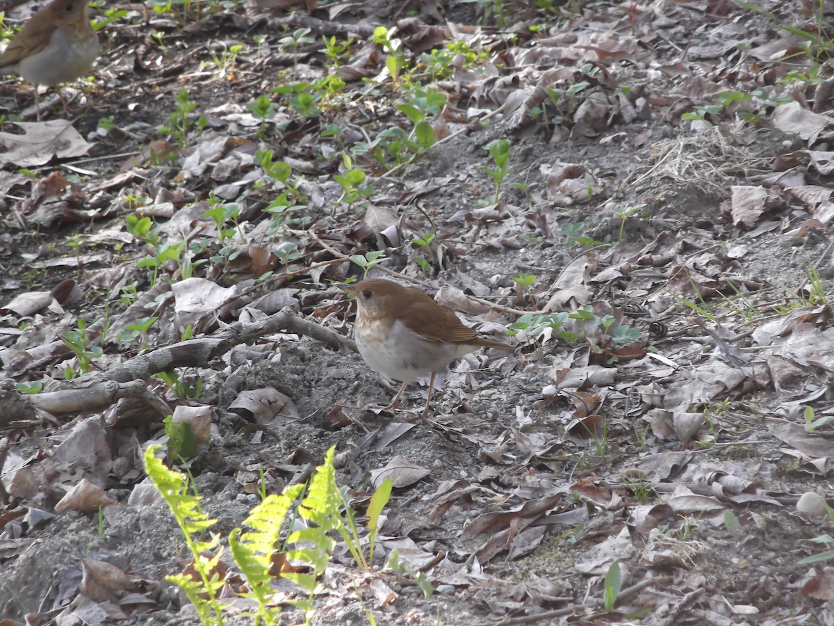 Veery - ML28591831