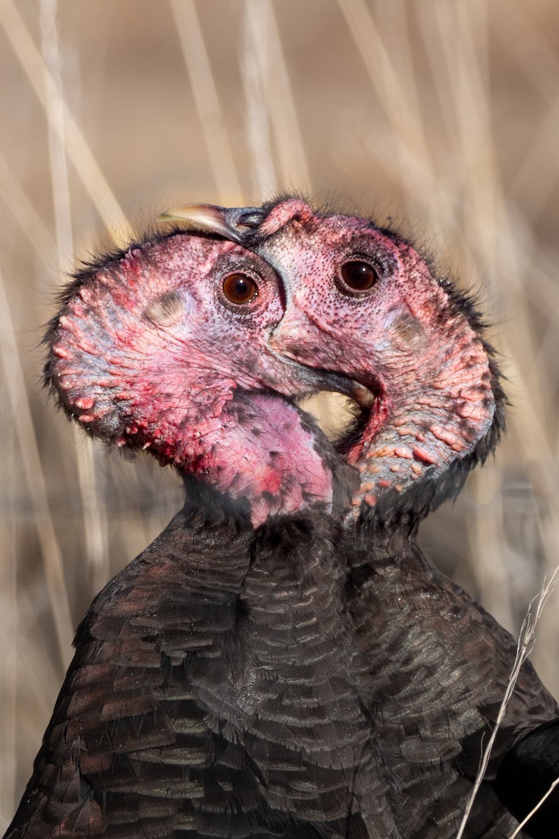 Wild Turkey - ML285918731