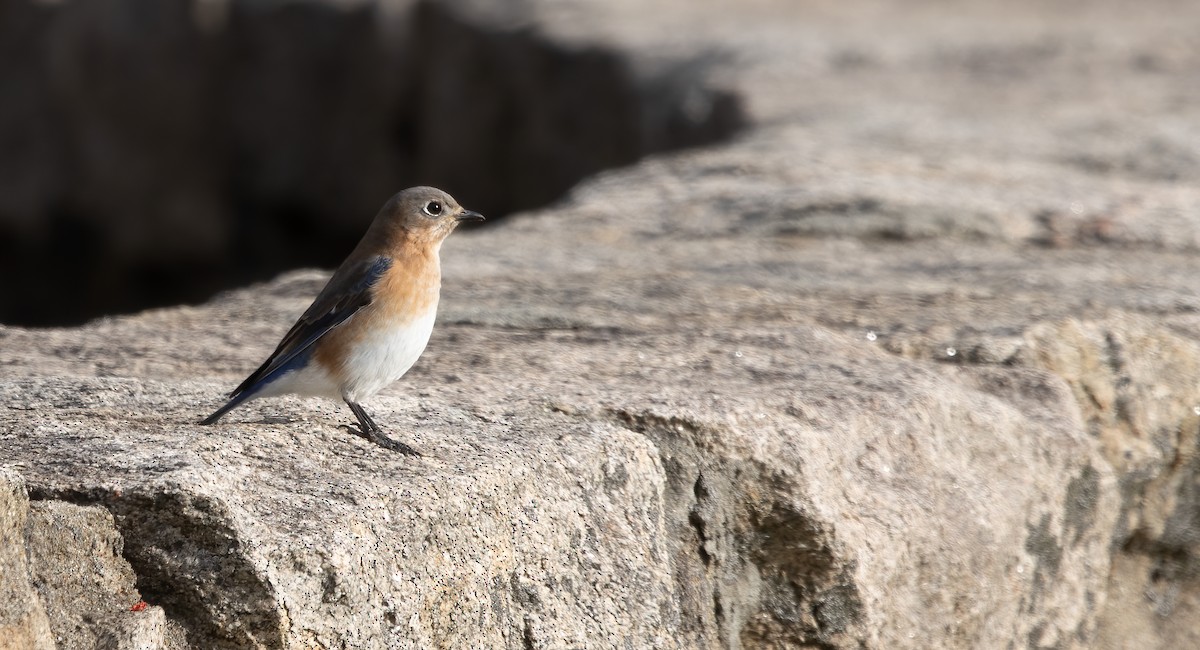 Eastern Bluebird - Kalpesh Krishna