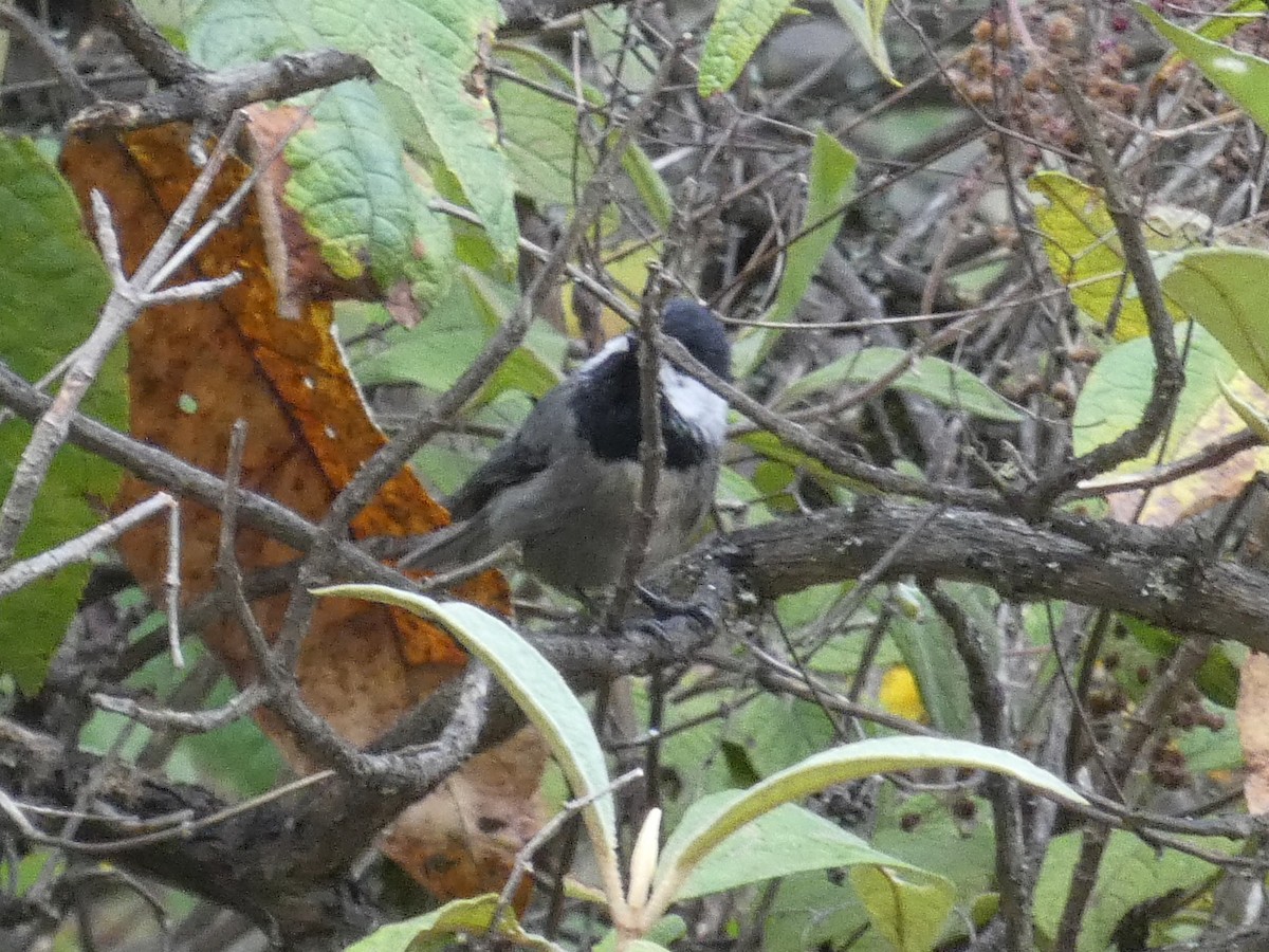 Mexican Chickadee - ML285920501