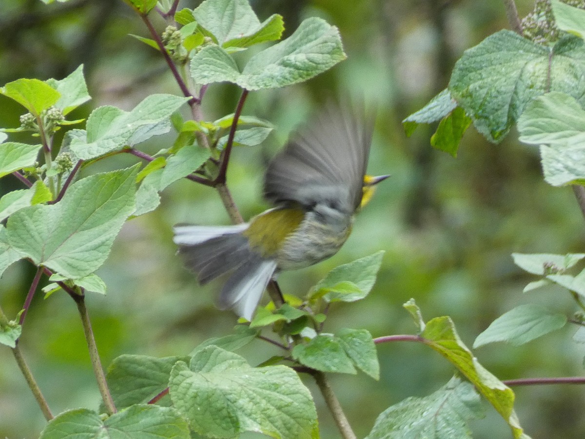 Townsend's Warbler - ML285920791