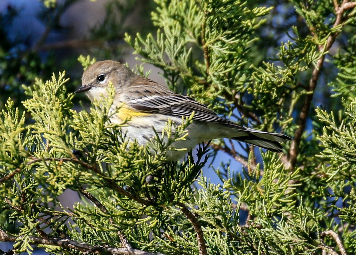 Yellow-rumped Warbler - ML285920801