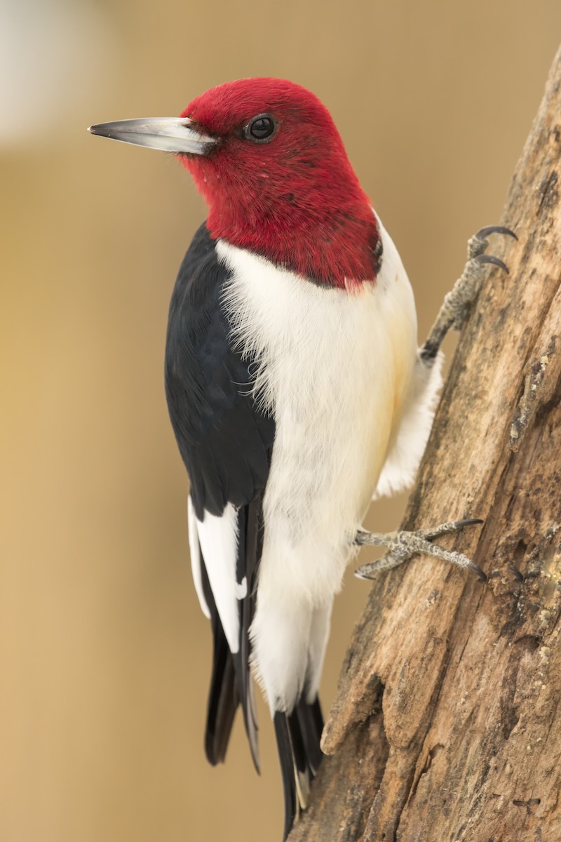 Red-headed Woodpecker - Sean Sober