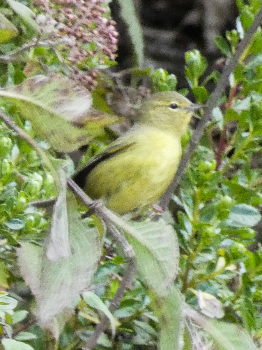 Orange-crowned Warbler - ML285921051