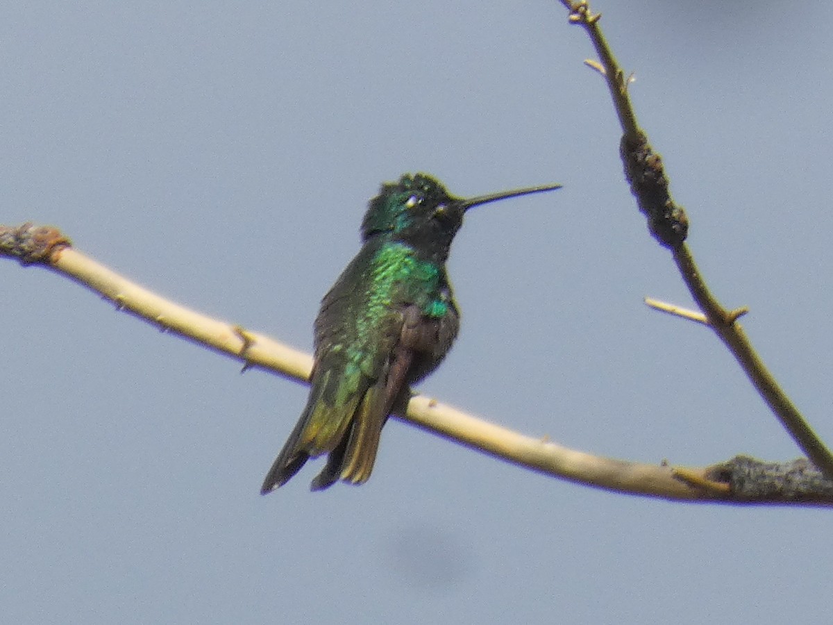 Colibrí Magnífico - ML285921501