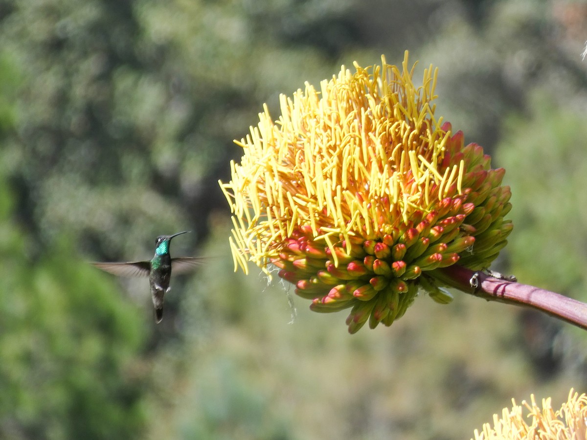 kolibřík skvostný - ML285921971