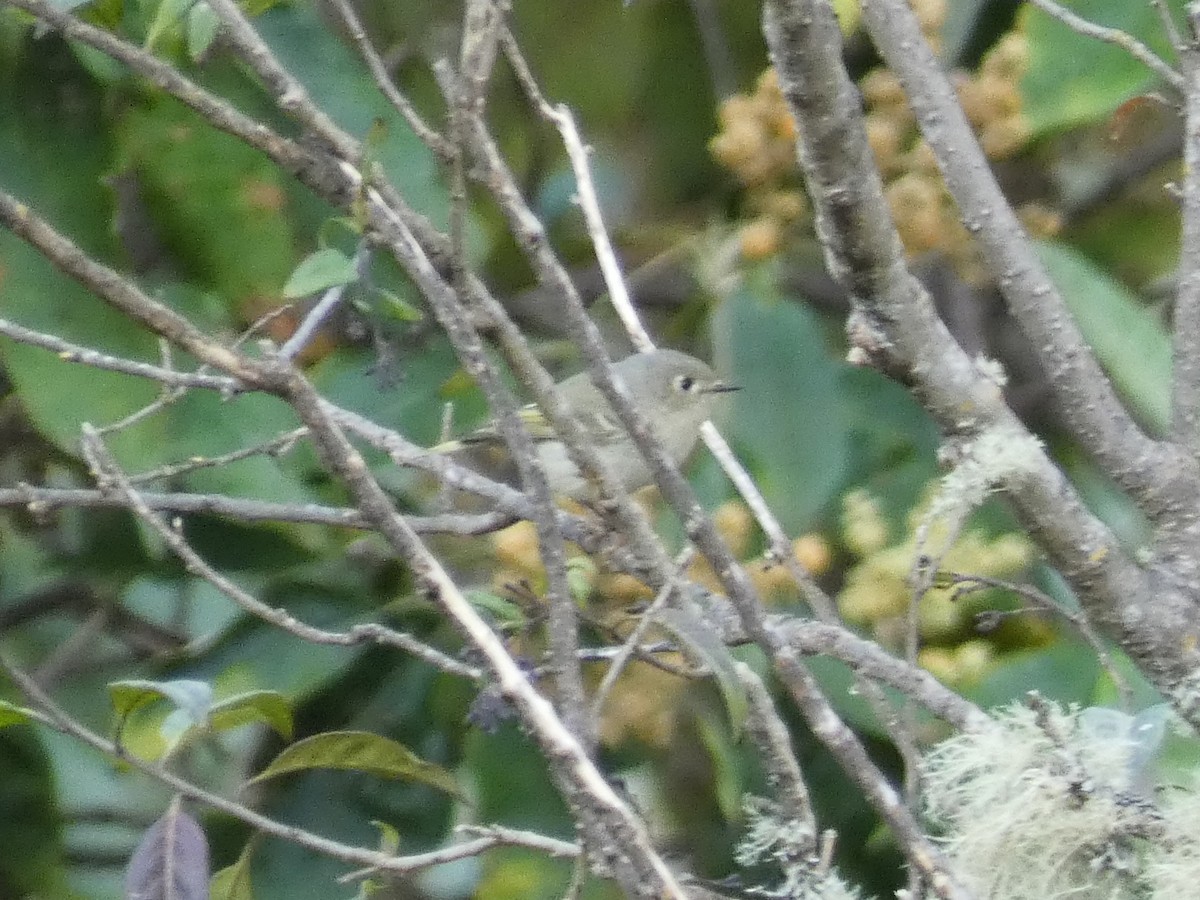 Ruby-crowned Kinglet - ML285922631