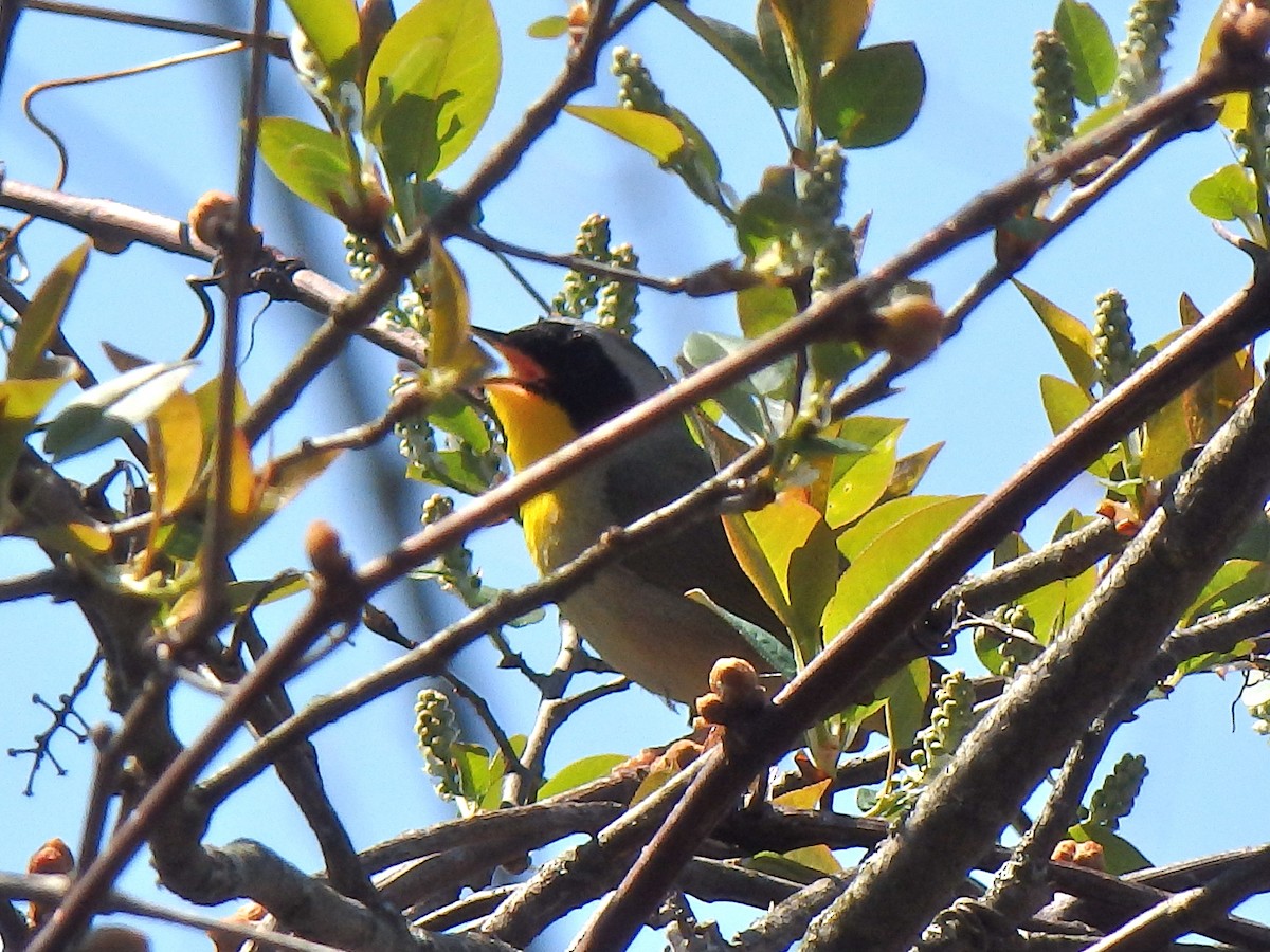 Common Yellowthroat - ML28592331