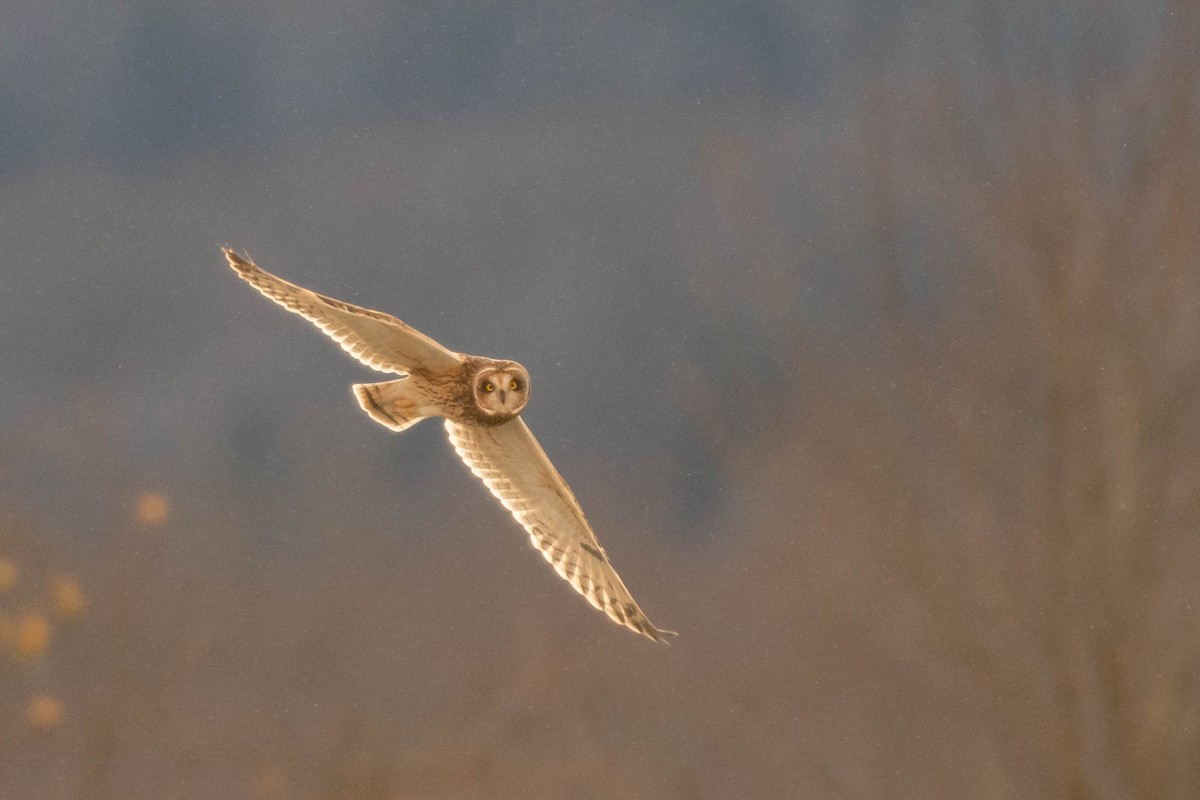 Short-eared Owl - Christy Hibsch
