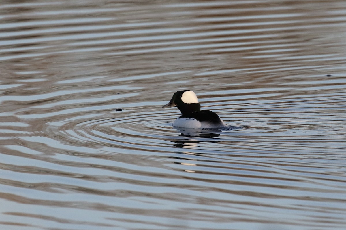 Bufflehead - ML285925441