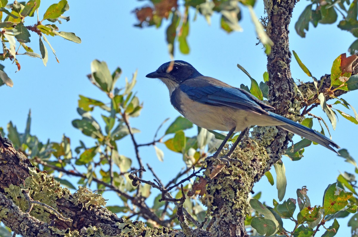 California Scrub-Jay - ML285925481