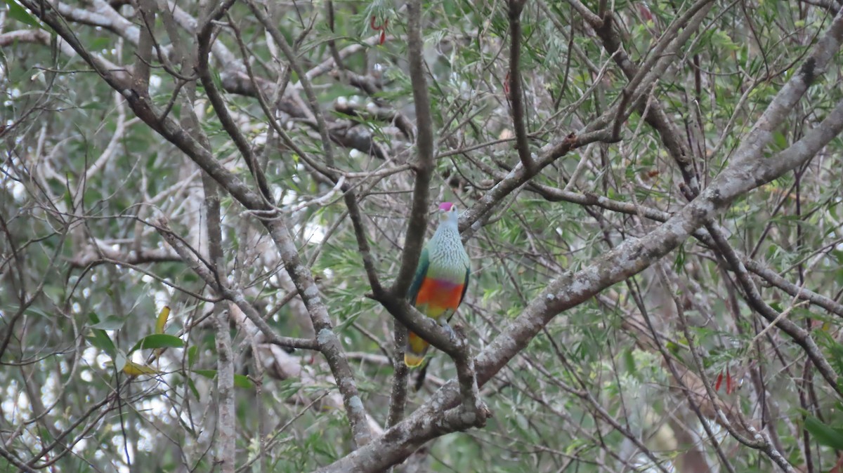 Rose-crowned Fruit-Dove - ML285926741