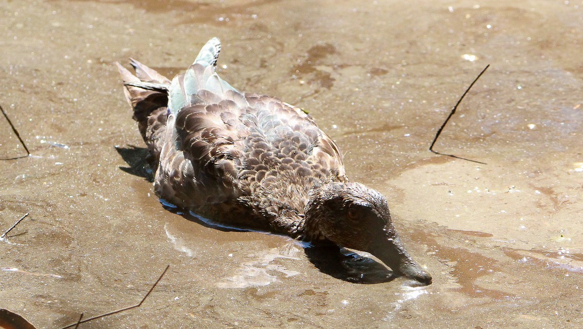 Chestnut Teal - ML285928631