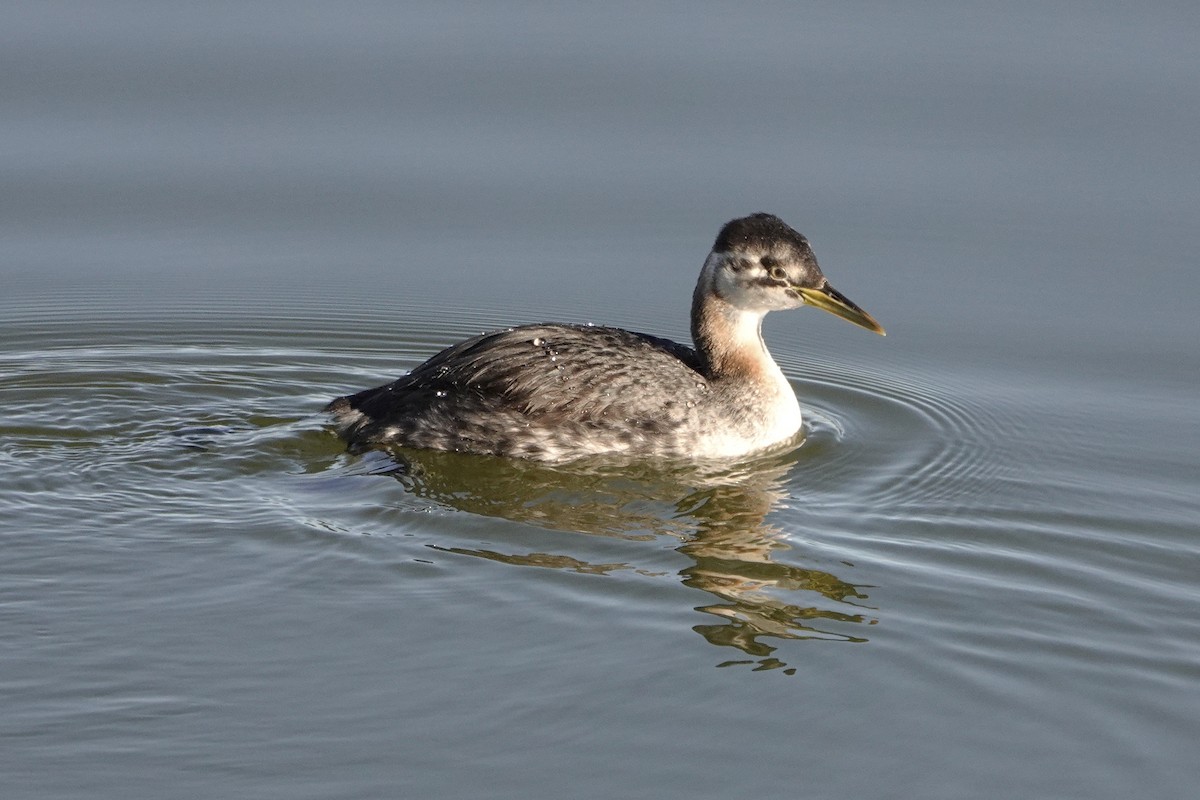 Red-necked Grebe - ML285929031