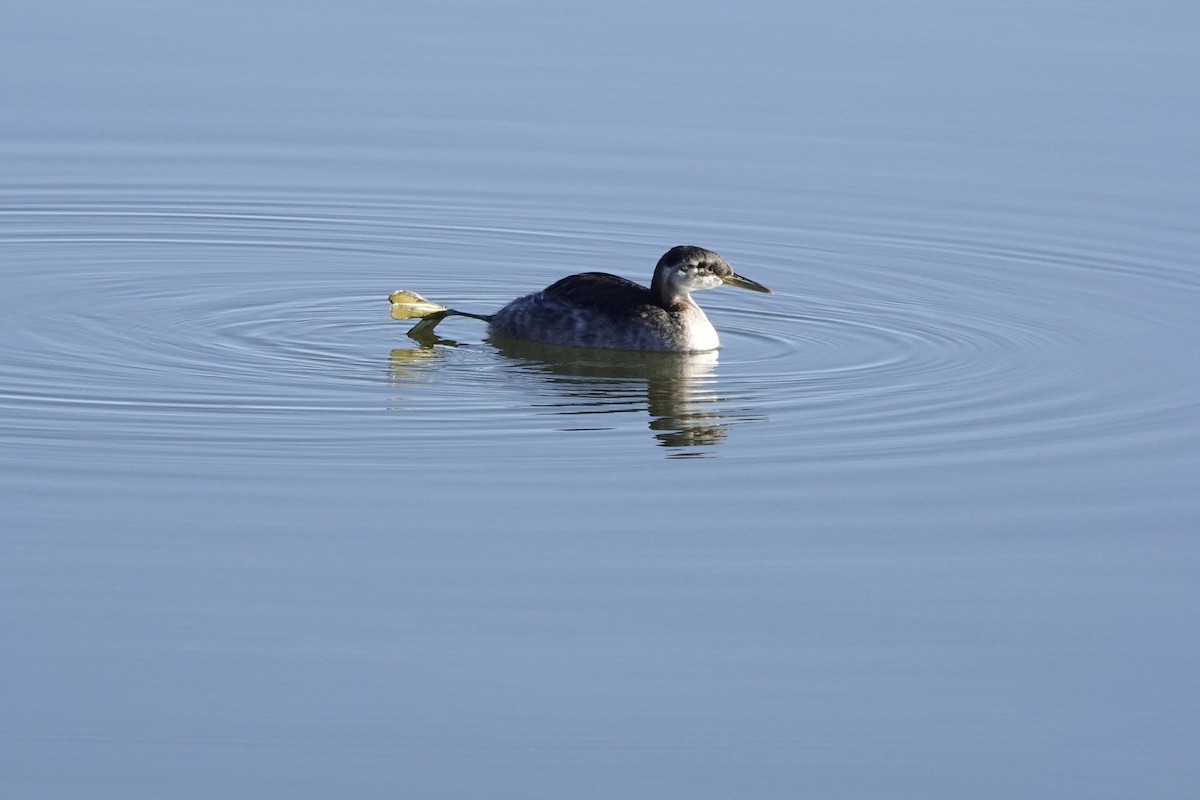Red-necked Grebe - ML285929051