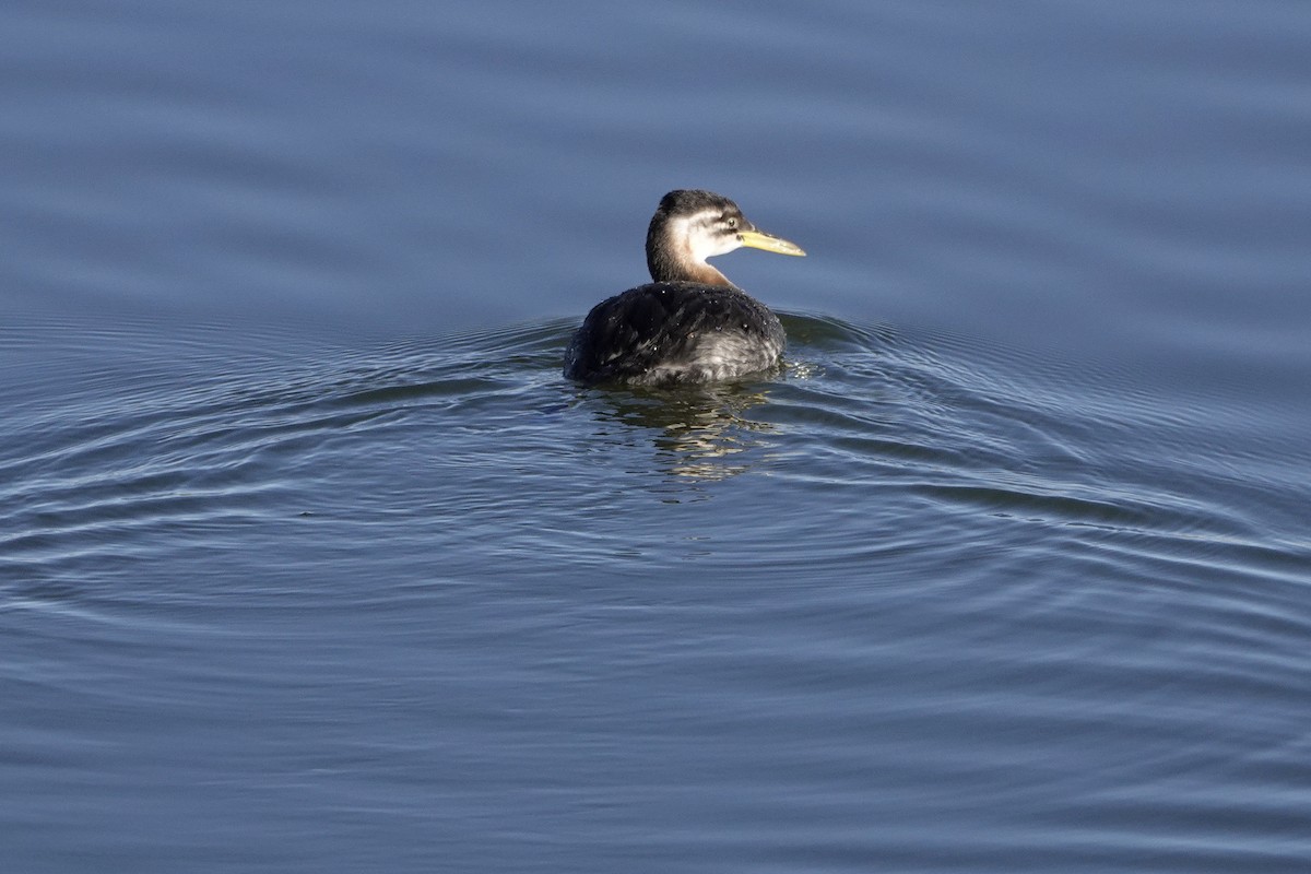Red-necked Grebe - ML285929061