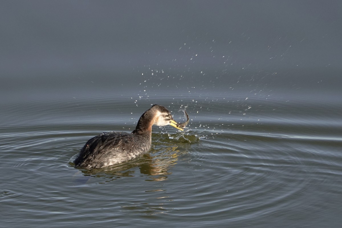 Red-necked Grebe - ML285929101