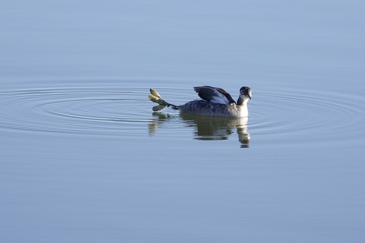 Red-necked Grebe - ML285929161