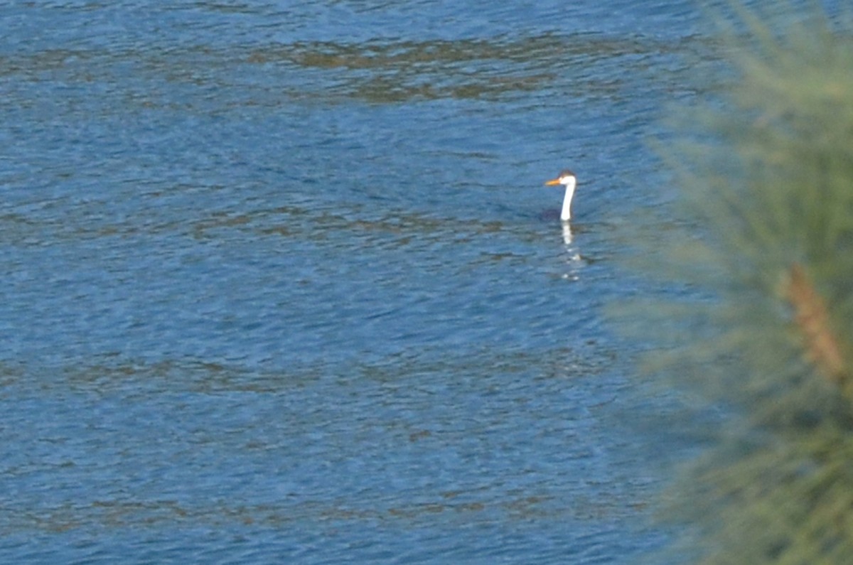 Clark's Grebe - ML285929441