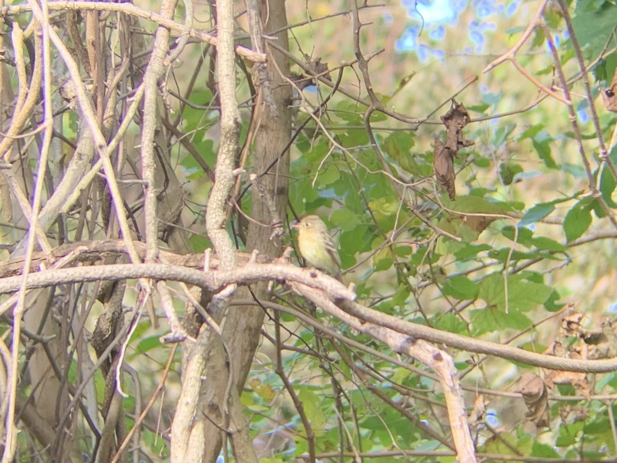 Western Flycatcher (Pacific-slope) - ML285932851