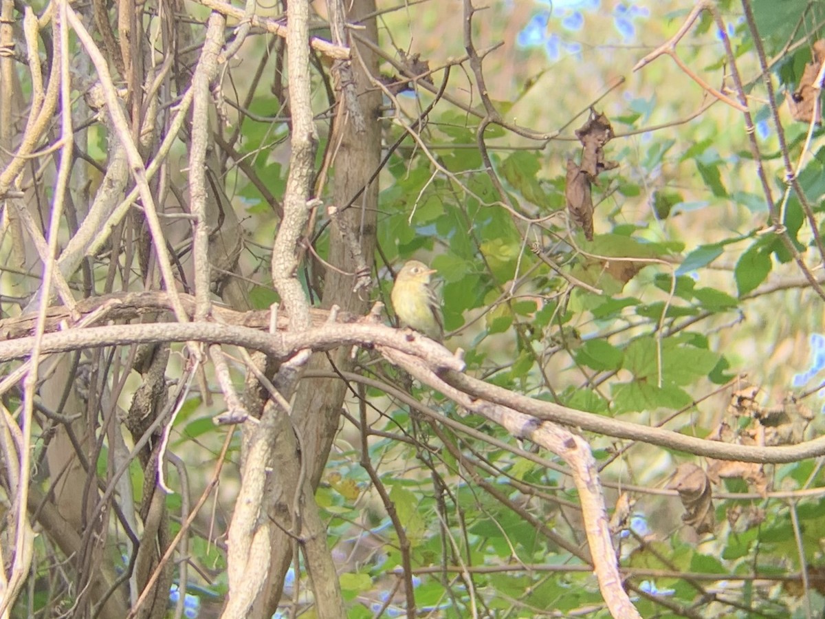 Western Flycatcher (Pacific-slope) - ML285932861
