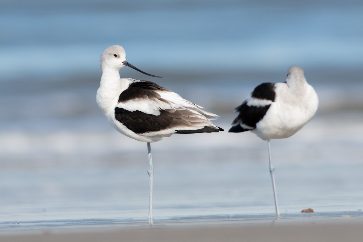 American Avocet - Brandon Nidiffer