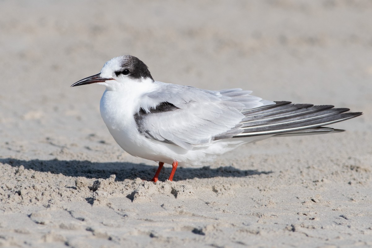 Common Tern - ML285934411