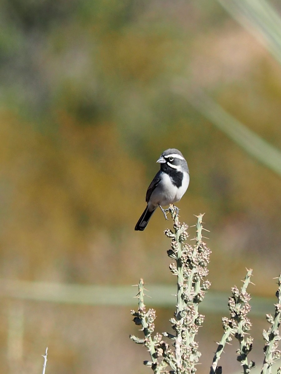 Black-throated Sparrow - ML285934631