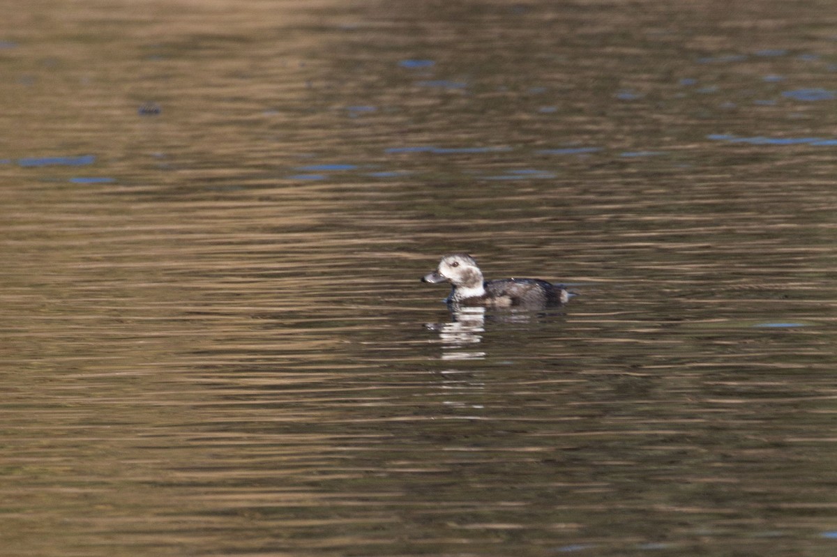 Long-tailed Duck - ML285934781