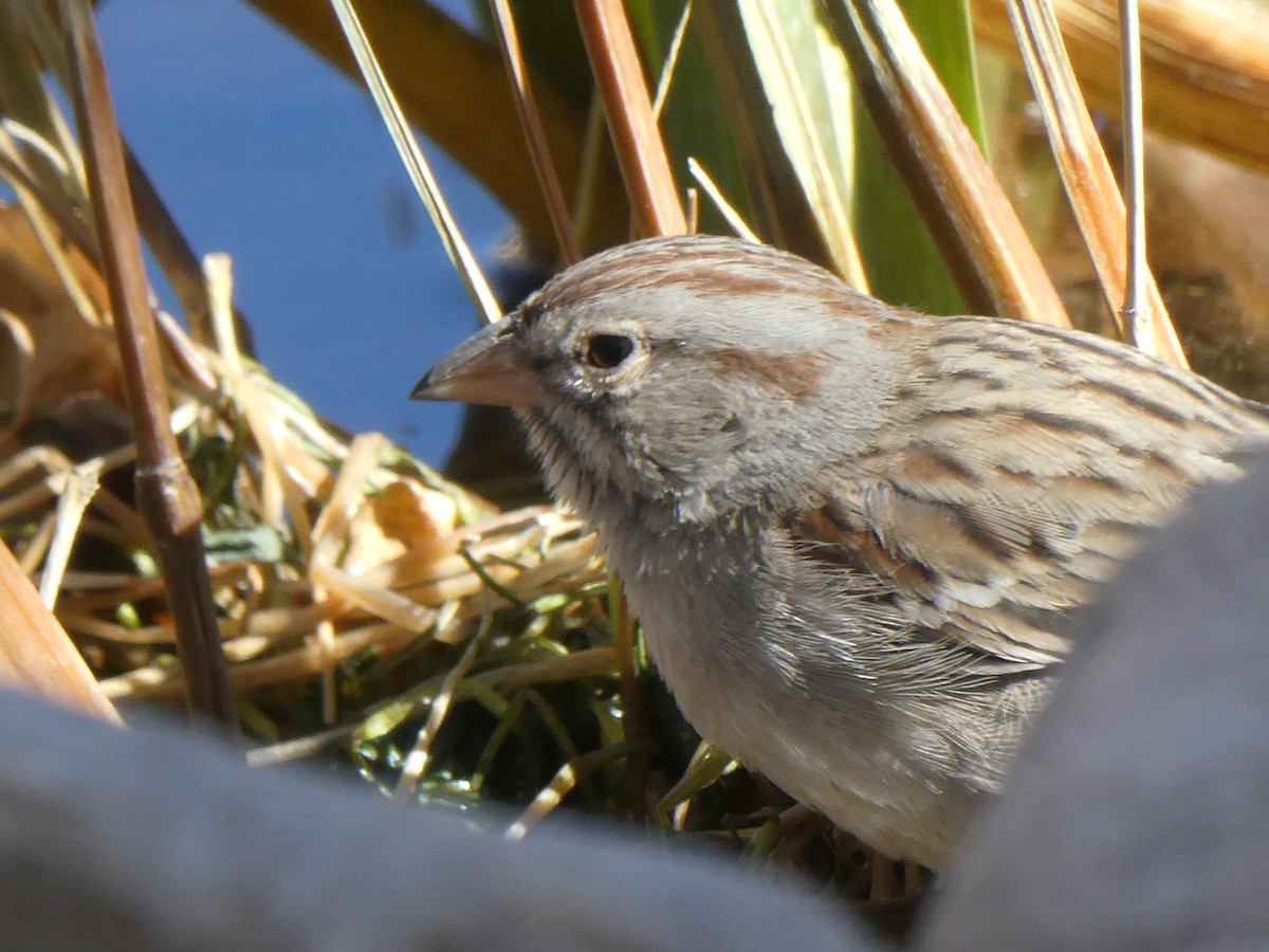 Rufous-winged Sparrow - ML285934791