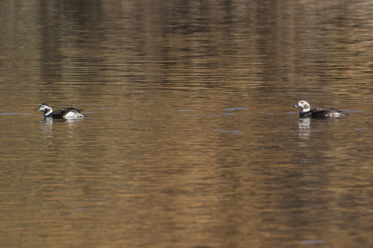 Long-tailed Duck - ML285934861