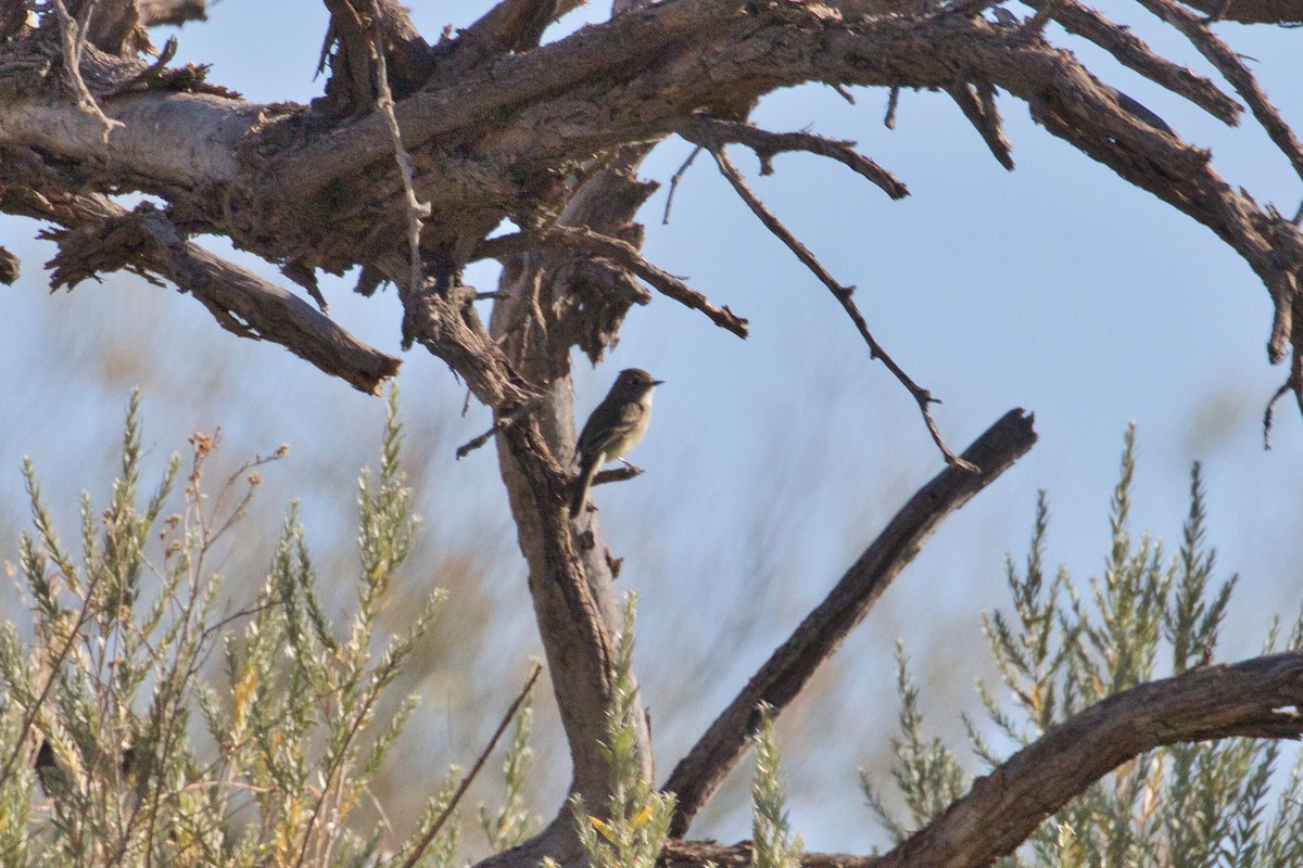 Dusky Flycatcher - ML285934981