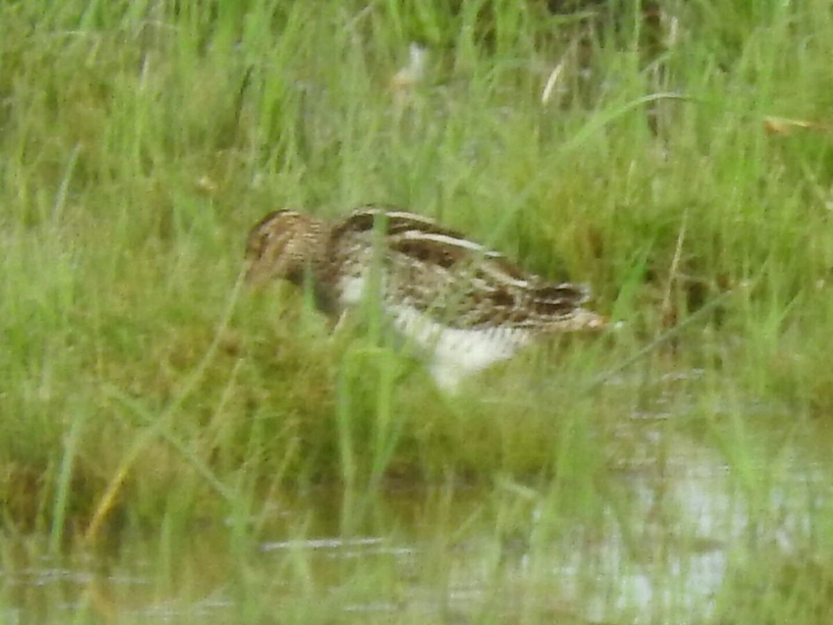 Pantanal Snipe - ML285935011