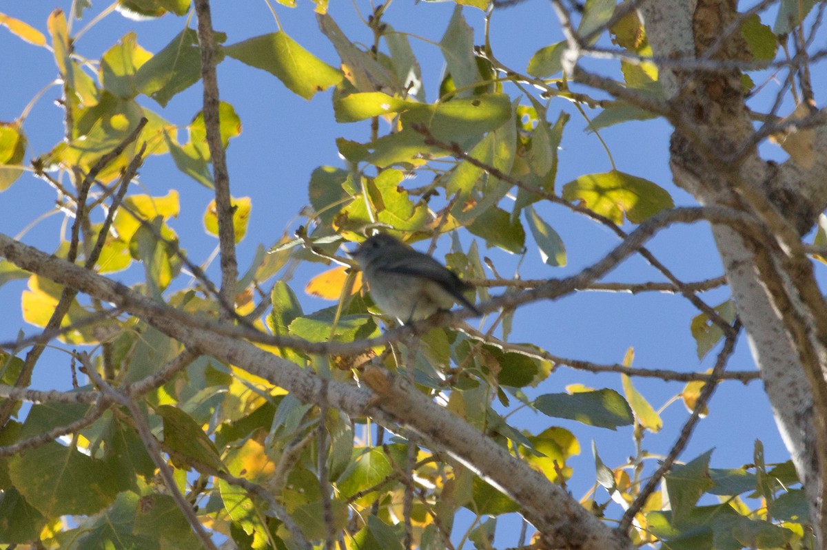 Dusky Flycatcher - Tracy McCarthey