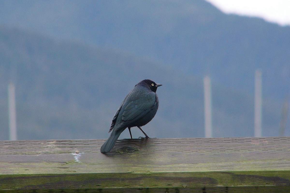 Brewer's Blackbird - ML285936801