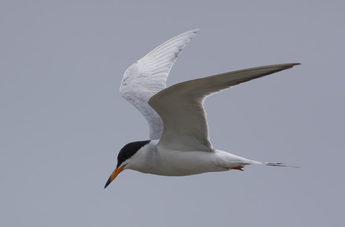 Forster's Tern - Michael Todd