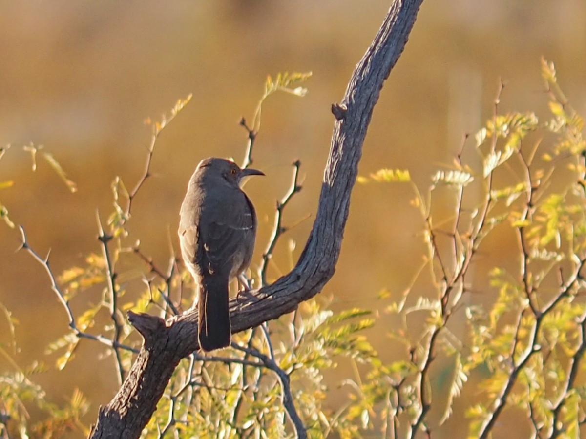 Curve-billed Thrasher - ML285938621