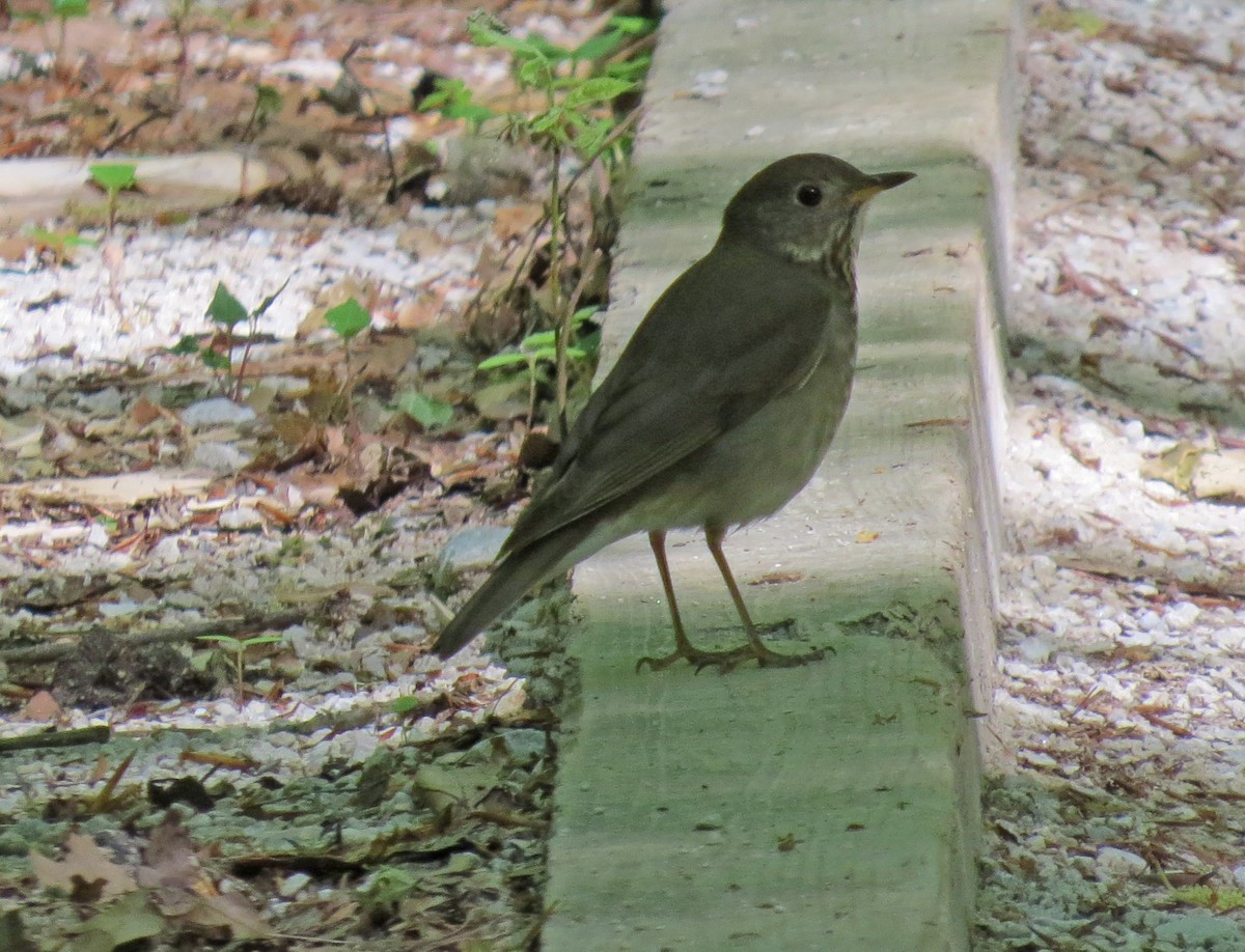 Gray-cheeked Thrush - ML28594211