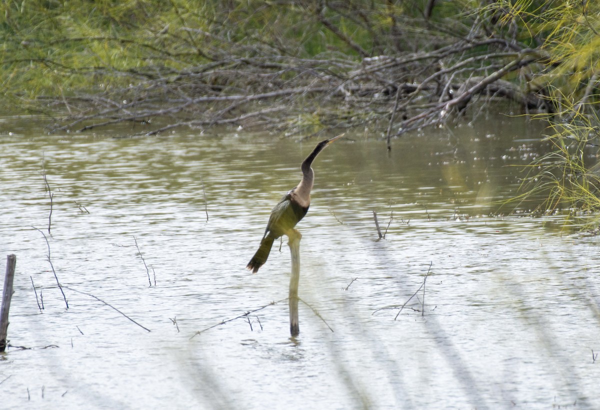 Anhinga - ML285942291